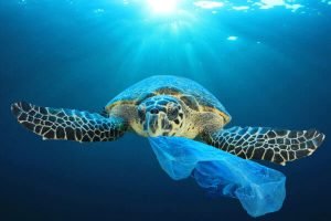 beach clean-up | sea pollution