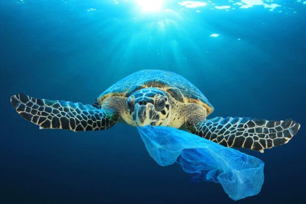 beach clean-up | sea pollution